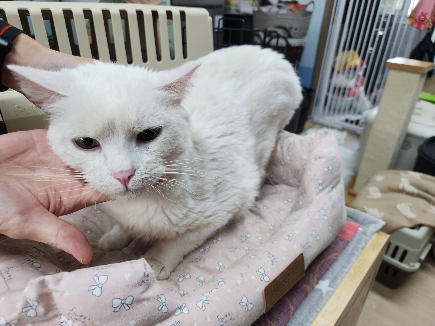 광주 동물보호소_429363202300880
